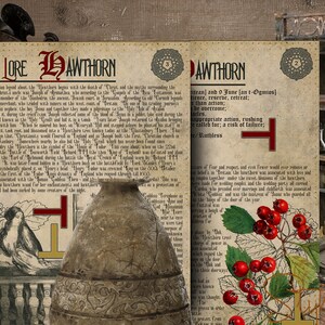 Puede incluir: Una p&aacute;gina de libro vintage ilustrada con el t&iacute;tulo "Tree Lore Hawthorn". La p&aacute;gina presenta texto sobre la historia y la tradici&oacute;n del espino blanco, junto con una ilustraci&oacute;n de una mujer arrodillada ante una cruz y una olla con un dise&ntilde;o floral. La p&aacute;gina opuesta presenta una rama de espino blanco con bayas rojas y una cruz.