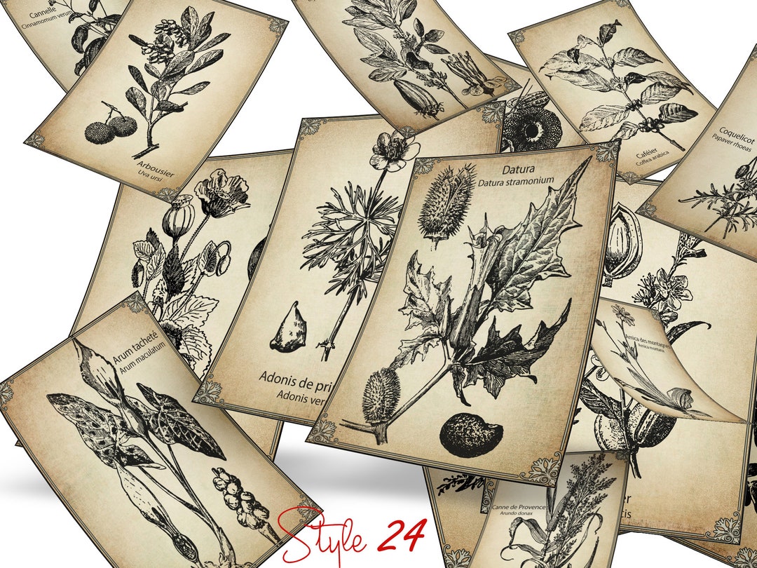 Bundle 80 Antique Botanical Medicinal Herbal Apothecary Scrapbook ...