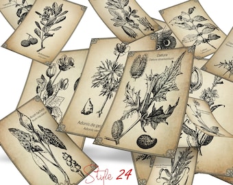 Bundle - 80 Antique Botanical Medicinal Herbal Apothecary Scrapbook Digital Collage 3" x 4 Journaling Cards printable Labels Vintage Tags