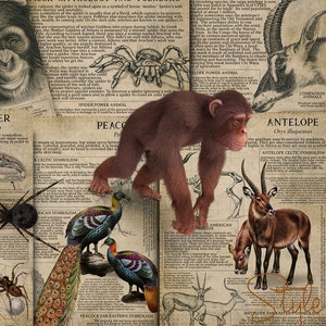 Afdrukbare dierensymbiologie 5, boek der schaduwen - geestdier, totemdier, krachtdier, Keltische symboliek, mythologie, folklore, BOS, doe-het-zelf