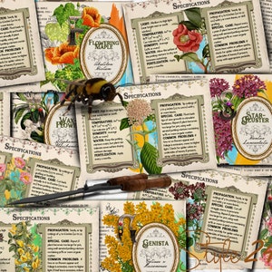 Giardino antico floreale e profumato #1 fronte-retro 4 x 6 piegato davanti e dietro, set di carte guida per la cura delle piante stampabili, regalo dell'ultimo minuto, fai da te