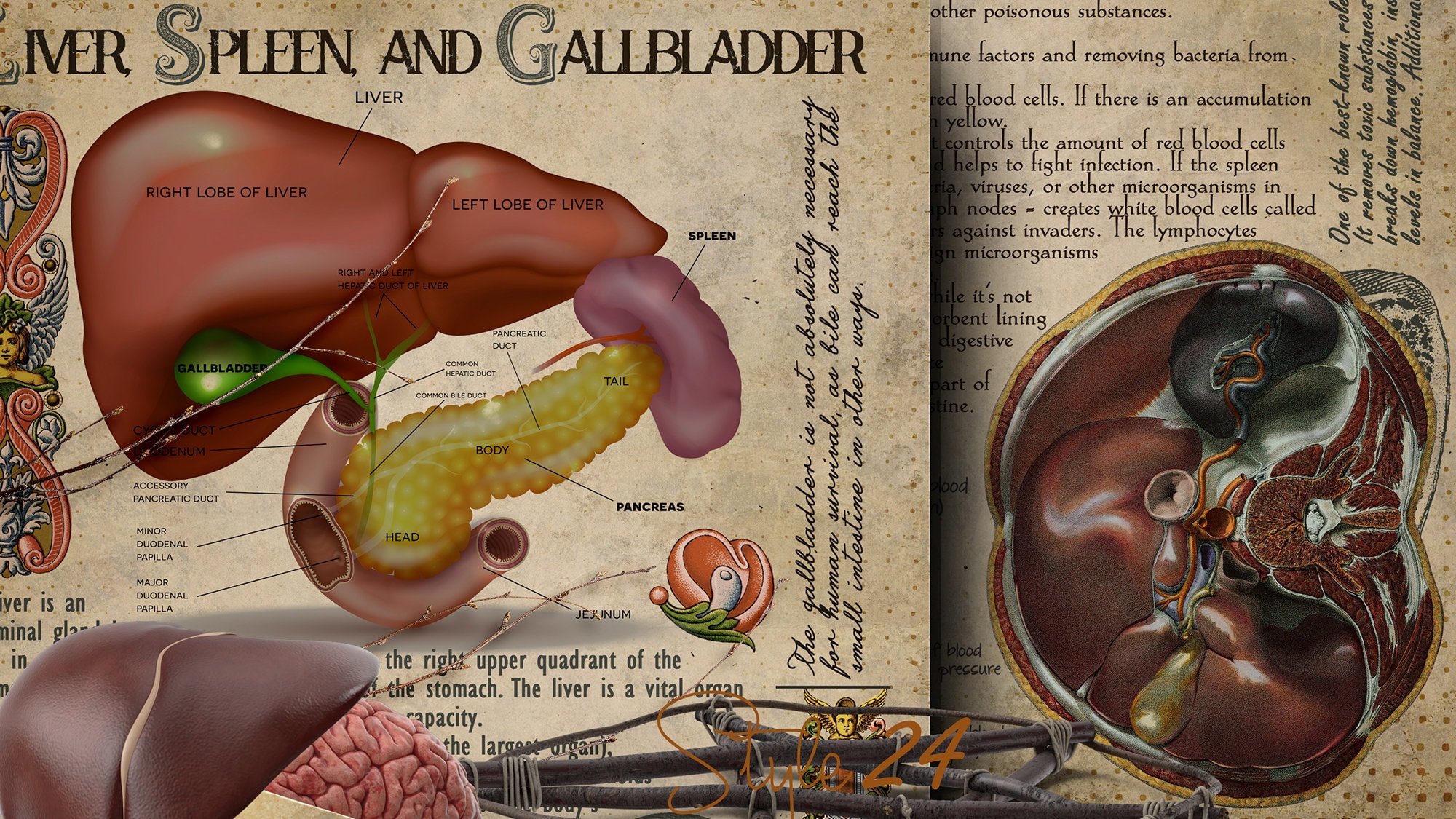 Liver Spleen Gallbladder Human Anatomy Printable Book of | Etsy