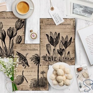 May include: Three vintage botanical illustrations on a brown background. The illustrations feature a close-up of a plant with the text "Colchicum Autumnale", a close-up of a plant with the text "Colchicum Parkinsonii", and a close-up of a plant with the text "Cocos Nucifera".