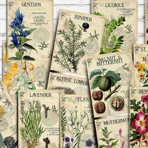Index à base de plantes, vol. 3, cartes de journalisation éphémères recto-verso pour scrapbooking 3 x 4, collage numérique, apothicairerie imprimable, plantes médicinales, herbier
