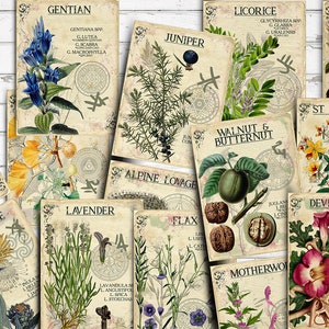 Vol 3 Herbal Index, Double Sided Scrapbook Ephemera 3x4 Journaling Cards, Digital Collage,printable Apothecary, Medicinal Herbal, Herbarium image 1