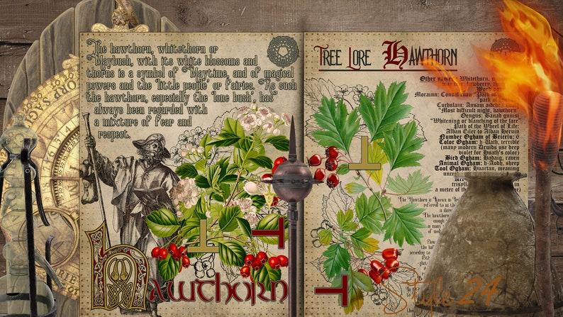 Puede incluir: Una p&aacute;gina ilustrada de un libro sobre la sabidur&iacute;a de los &aacute;rboles, que presenta un dibujo de un espino blanco con bayas rojas y hojas verdes. El texto de la p&aacute;gina trata sobre el simbolismo y la tradici&oacute;n del espino blanco, incluida su asociaci&oacute;n con la primavera, las hadas y la magia. El texto tambi&eacute;n menciona que el espino blanco siempre ha sido considerado con una mezcla de miedo y respeto.