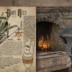 May include: A vintage botanical illustration of a Giant Reed plant with a detailed description of its history, folk names, and psychoactive properties. The illustration is on a parchment-like background with a decorative border. The image also includes a fireplace with a fire burning inside.