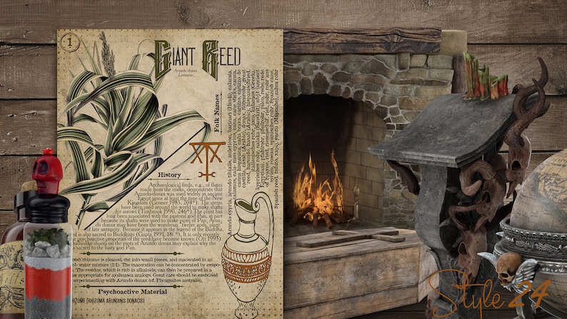 May include: A vintage botanical illustration of a Giant Reed plant with a detailed description of its history, folk names, and psychoactive properties. The illustration is on a parchment-like background with a decorative border. The image also includes a fireplace with a fire burning inside.