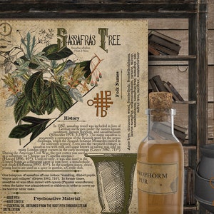 May include: A vintage botanical illustration of a Sassafras Tree with its history and folk names. The illustration is in a dark brown frame with a green background. The text includes the words "Sassafras Tree", "History", "Folk Names", "Ague tree", "cimon wood", "fechebolt", "feshelholzbaren", "dried", "Psychoactive Material", "Root Pith", "Essential Oil", "obtained from the root pith through steam distillation", "ROPHORM FUR".