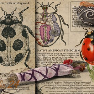 May include: An artistic collage featuring illustrations of ladybugs, including detailed anatomical diagrams and various symbolic representations. The image incorporates text excerpts on ladybug symbolism and folklore, with a vintage aesthetic.