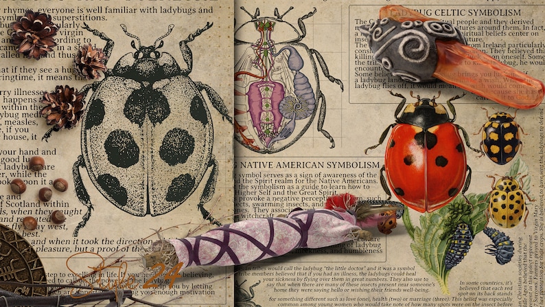 May include: An artistic collage featuring illustrations of ladybugs, including detailed anatomical diagrams and various symbolic representations. The image incorporates text excerpts on ladybug symbolism and folklore, with a vintage aesthetic.