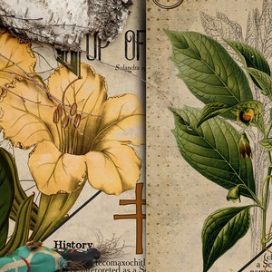 May include: A vintage botanical illustration of two yellow flowers with green leaves and a brown stem. The illustration is on a textured paper background with the text "OF Solandra" and "History tecomaxochit! Herpreted as a" visible.