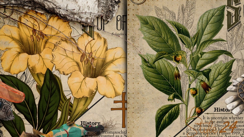 May include: A vintage botanical illustration of two yellow flowers with green leaves and a brown stem. The illustration is on a textured paper background with the text "OF Solandra" and "History tecomaxochit! Herpreted as a" visible.