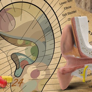 Puede incluir: Un gr&aacute;fico vintage que muestra el mapa de reflexolog&iacute;a del o&iacute;do con las partes del cuerpo correspondientes etiquetadas. El gr&aacute;fico est&aacute; sobre una superficie de madera con un modelo 3D de una oreja al lado. El modelo de oreja est&aacute; cortado para mostrar la anatom&iacute;a del o&iacute;do interno. Hay varias c&aacute;psulas rojas y amarillas en el gr&aacute;fico.