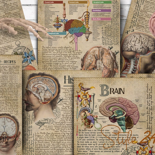 Brain, Human Anatomy, Printable, Book of Shadows, BOS, Book pages, Green Witch, Digital Download, Vintage, Wicca, Anatomical illustrations