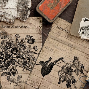May include: A vintage style image with two botanical illustrations of flowers and leaves. The illustrations are printed on aged paper with a grid pattern. The text "Cabbaea Scandens" and "Cleroden" are visible on the paper.