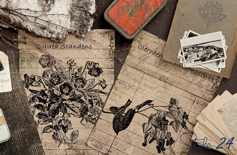 May include: A vintage style image with two botanical illustrations of flowers and leaves. The illustrations are printed on aged paper with a grid pattern. The text "Cabbaea Scandens" and "Cleroden" are visible on the paper.