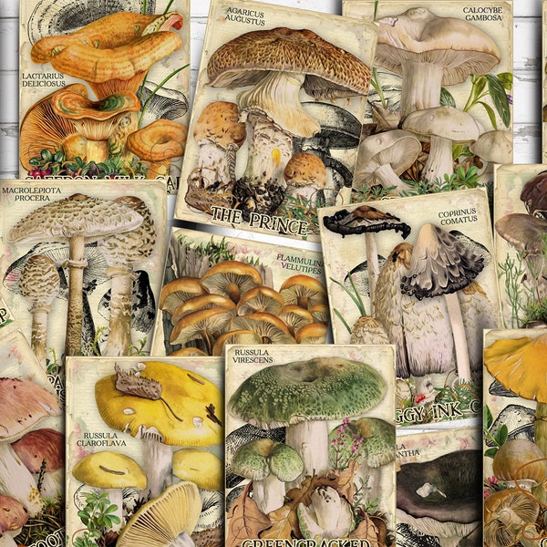 Vol 2 Edible Mushrooms Index, Double Sided Scrapbook Ephemera 3x4 Journaling Cards, Digital Collage, printable, Fungi, mycology, fungus, DIY