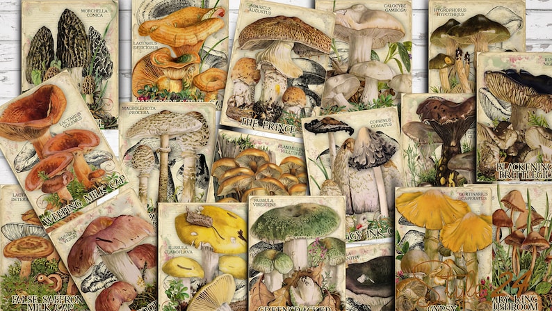 Vol 2 Edible Mushrooms Index, Double Sided Scrapbook Ephemera 3x4 Journaling Cards, Digital Collage, printable, Fungi, mycology, fungus, DIY image 1