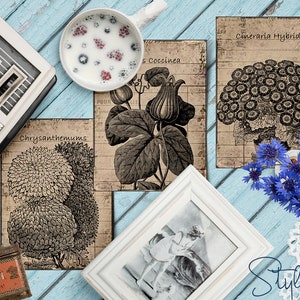 May include: Three vintage botanical illustrations on a light blue wooden background. The illustrations feature a chrysanthemum, a cineraria hybrid, and a coccinea. The illustrations are printed on a textured paper with a faded look.