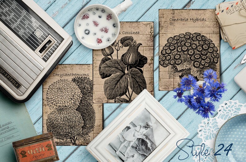 May include: Three vintage botanical illustrations on a light blue wooden background. The illustrations feature a chrysanthemum, a cineraria hybrid, and a coccinea. The illustrations are printed on a textured paper with a faded look.