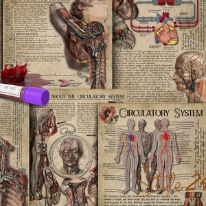 Sistema circolatorio, Anatomia umana, Stampabile, Libro delle ombre, BOS, Strega verde, Download digitale, Vintage, Wicca, Illustrazioni anatomiche
