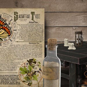 May include: A vintage illustration of a Sassafras Tree with a butterfly and text about its medicinal and ritual uses. The image is on a parchment-like background with a skeleton and a table with bottles and candles.