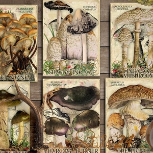 Vol 2 Edible Mushrooms Index, Double Sided Scrapbook Ephemera 3x4 Journaling Cards, Digital Collage, printable, Fungi, mycology, fungus, DIY image 4