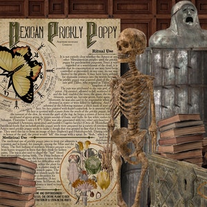 May include: A vintage illustration of a Mexican prickly poppy, with a butterfly, a compass, and text about its medicinal and ritual uses. The image is surrounded by books, a skeleton, a candle, and a metal chest.