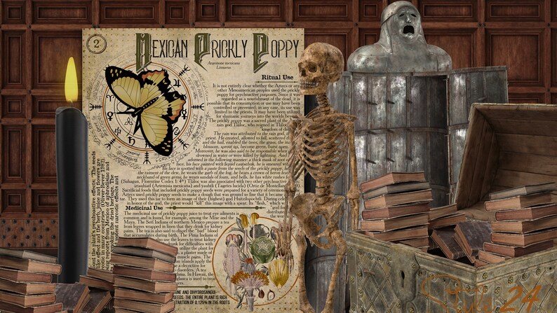 May include: A vintage illustration of a Mexican prickly poppy, with a butterfly, a compass, and text about its medicinal and ritual uses. The image is surrounded by books, a skeleton, a candle, and a metal chest.