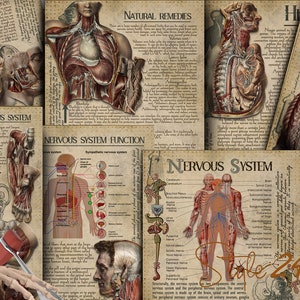Nervous system, Human Anatomy, Printable, Book of Shadows, BOS, Green Witch, Digital Download, Vintage, Wicca, Anatomical illustrations, DIY