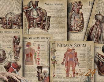 Nervous system, Human Anatomy, Printable, Book of Shadows, BOS, Green Witch, Digital Download, Vintage, Wicca, Anatomical illustrations, DIY