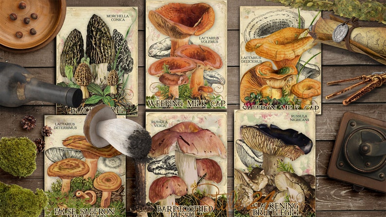 Vol 2 Edible Mushrooms Index, Double Sided Scrapbook Ephemera 3x4 Journaling Cards, Digital Collage, printable, Fungi, mycology, fungus, DIY image 2