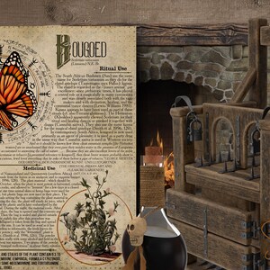 May include: A vintage, wooden, medieval torture chair with metal spikes and a lock. A dark, glass bottle with a skull stopper sits in front of the chair. A parchment paper with a butterfly and text about "Kouged" is in the background.