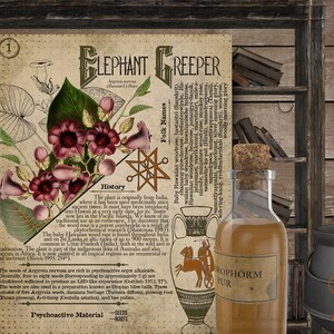 May include: A vintage style illustration of a plant called Elephant Creeper with pink flowers and green leaves. The illustration is on a parchment-like background with text about the plant's history, folk names, and psychoactive material. The text includes the words "Raby Hawaiian woodrote, hantantri d chamang-plan-dalawine, Ha woolly morning glory, phytochemical, Antaka and alوع, ROPHORM PUR, Psychoactive Material".