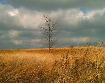 Bare Lone Tree, Field, Tall Grass, Lonely Countryside, Fine Art Landscape Photography, Rustic, Unique Fall and Winter Decor, Autumn Canvas