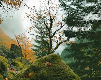 Mythical Glen Canvas, Mossy Rocks, Bare Tree Photo, Mountain Landscape, Fine Art Photography, Metal Home Decor, Autumn Picture, PNW Scenery