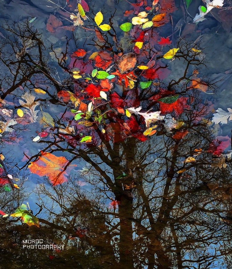 May include: A vibrant photograph captures a reflection of trees and colorful autumn leaves in water. The image features a mix of red, yellow, and green leaves floating on the water's surface, with the tree branches and sky reflected below.