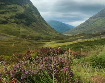 May include: A view of a valley with green hills and a cloudy sky. Purple wildflowers grow in the foreground.