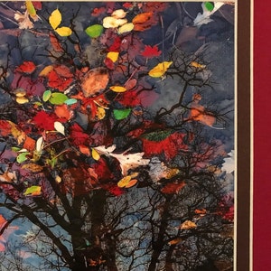 May include: A framed artwork featuring a tree with bare branches and colorful autumn leaves. The leaves are red, yellow, and green, floating on a reflective surface. The artwork is framed with a white, brown, and burgundy border.