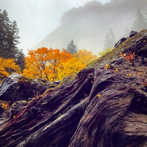 Closeup Twisted Root, Mountain Landscape, Trees, Washington Autumn, Fine Art Photography, Modern Wall Art, Unique Nature Image, Fall Decor