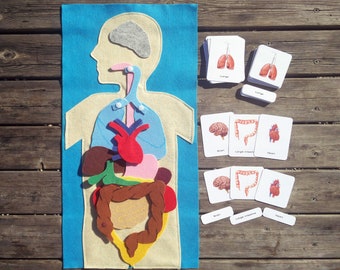 Human body parts | Etsy