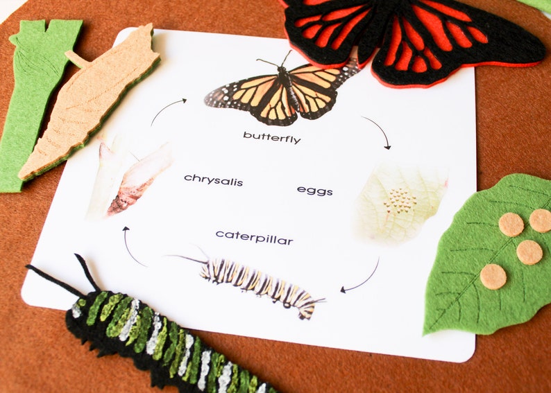 A butterfly body parts and life cycle felt board bundle Etsy