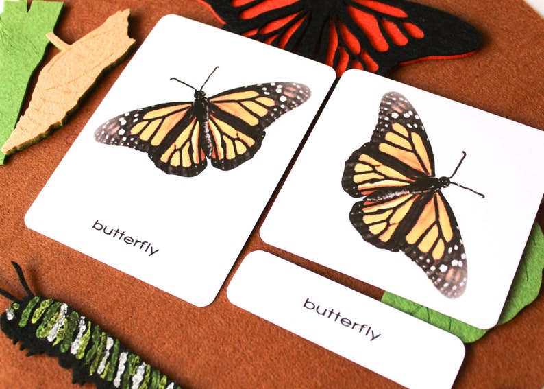 A butterfly body parts and life cycle felt board bundle Etsy