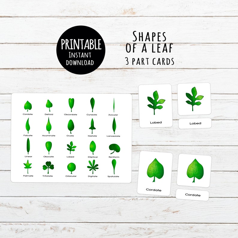 Leaf designs Printable 3 aspect Montessori playing cards Electronic down load graphic about Leaf Shapes Printable referred to as Leaf styles Printable 3 section Montessori playing cards Electronic down load
