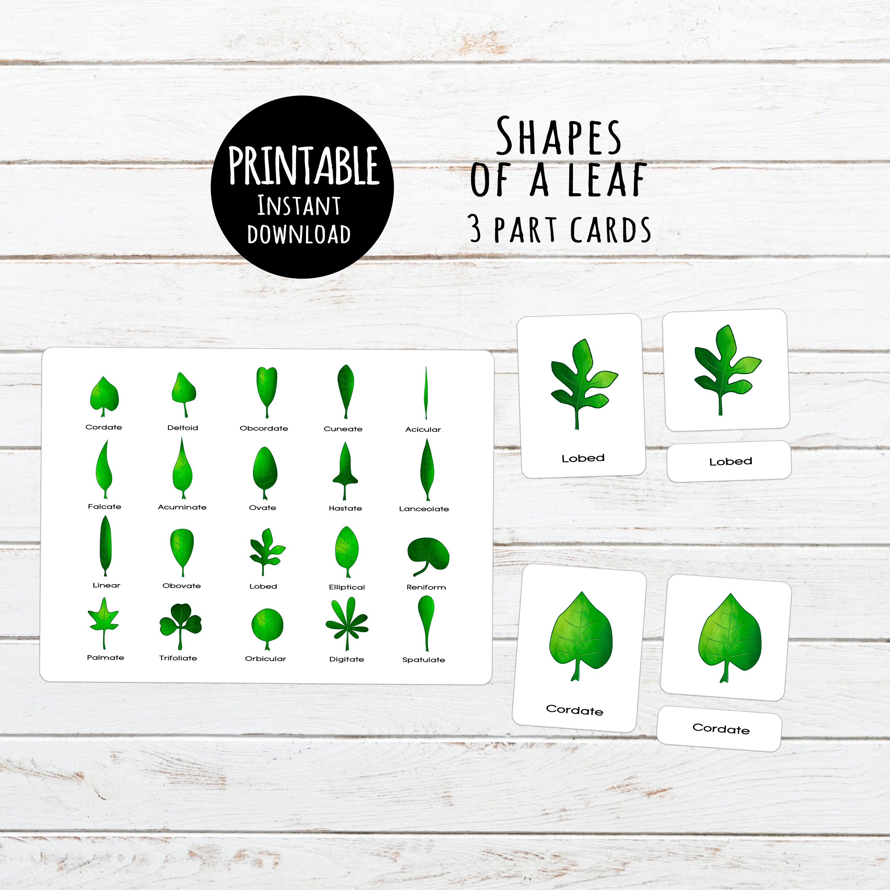 Leaf shapes Printable 3 part Montessori cards Digital | Etsy