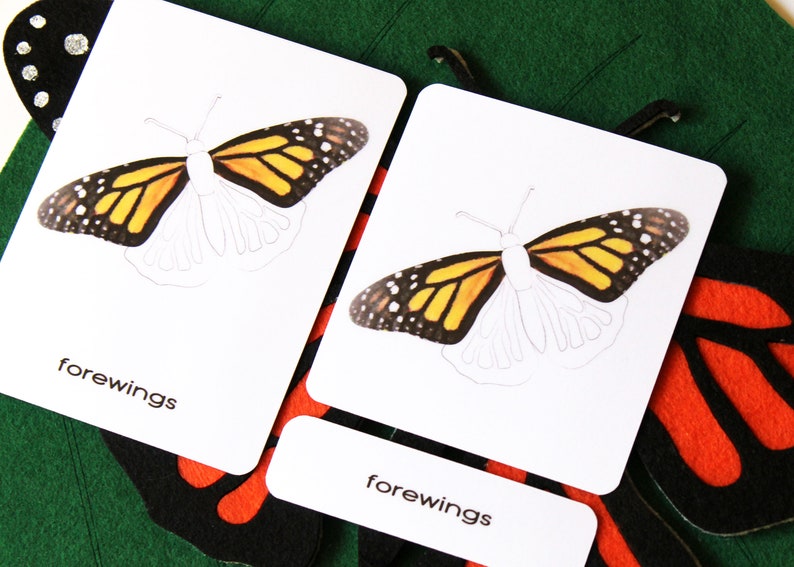 A butterfly body parts and life cycle felt board bundle Etsy