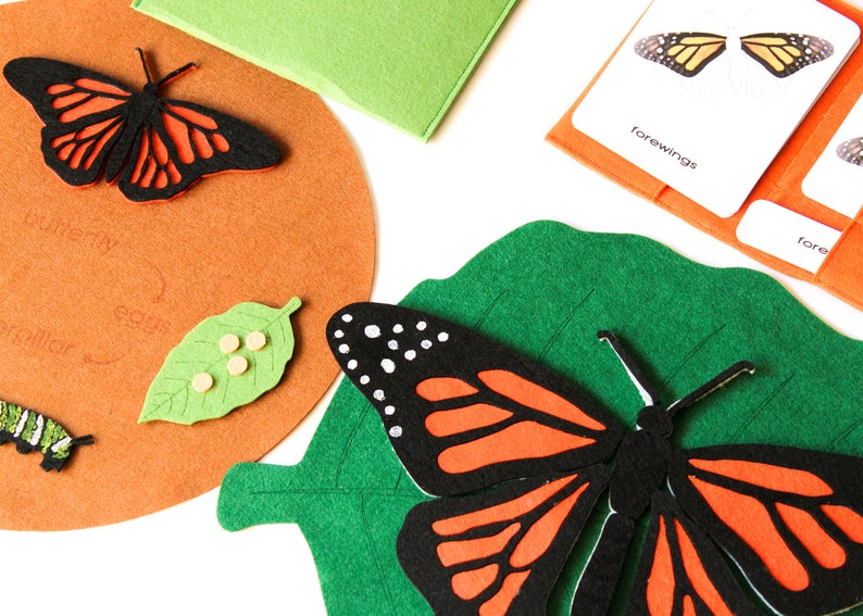 A butterfly body parts and life cycle felt board bundle Etsy