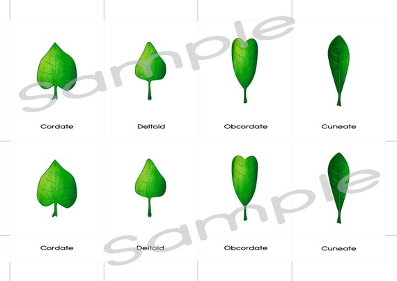Leaf designs Printable 3 component Montessori playing cards, Electronic down load, waldorf mother nature desk, kindergarten image regarding Leaf Shapes Printable identified as Leaf styles Printable 3 element Montessori playing cards, Electronic obtain, waldorf character desk, kindergarten