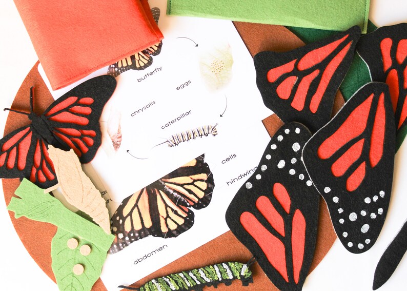 A butterfly body parts and life cycle felt board bundle Etsy